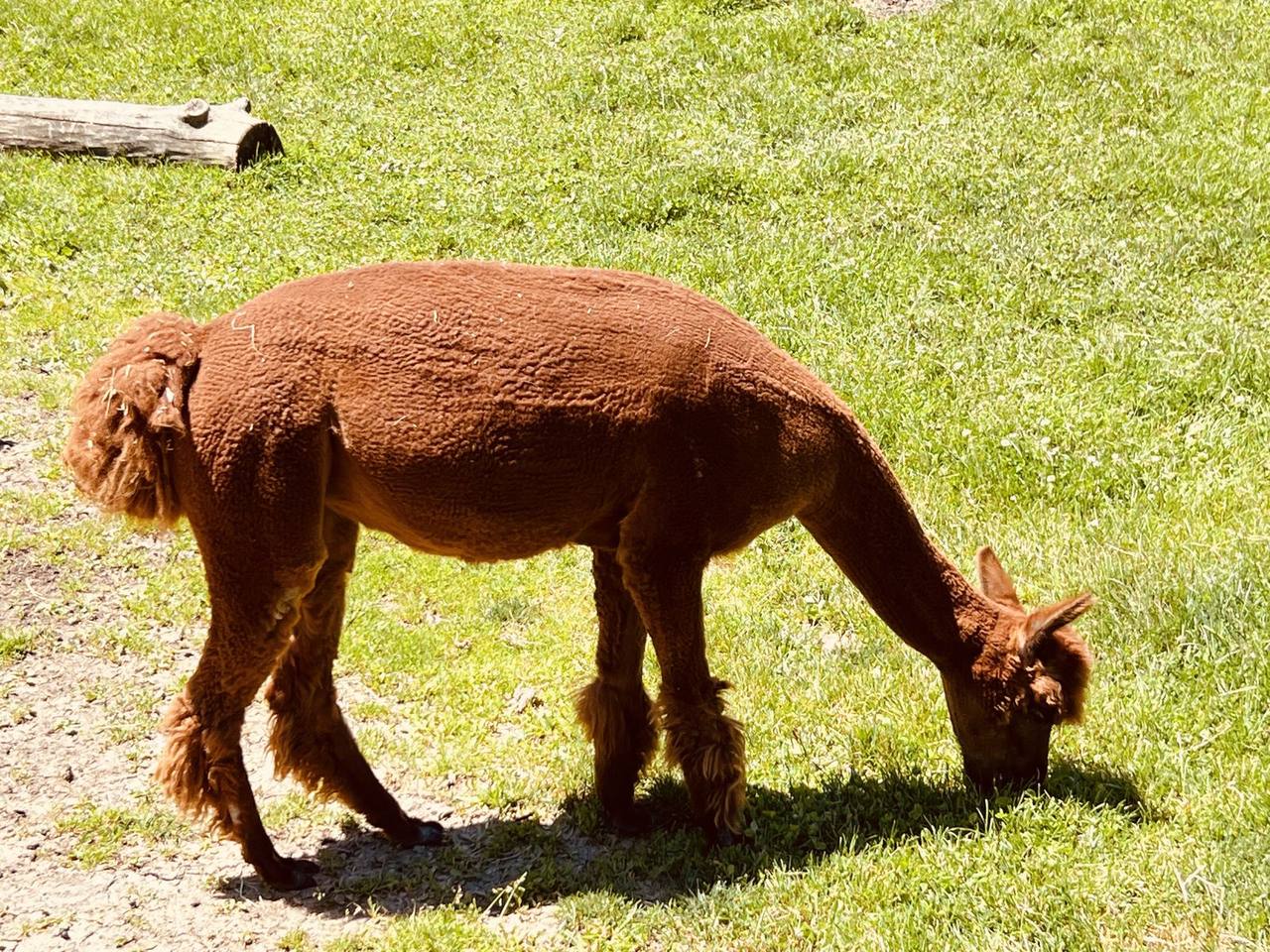 Alpaca grazing