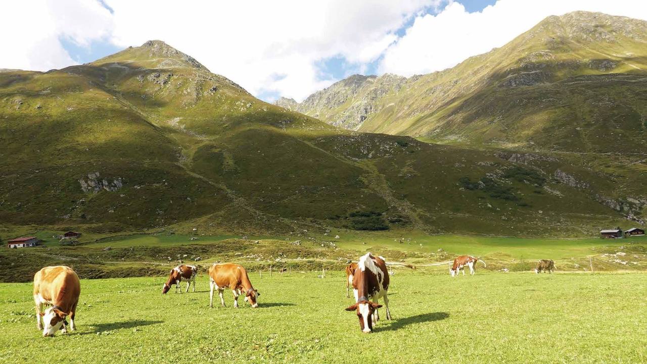 Cattle grazing in a mountain pasture