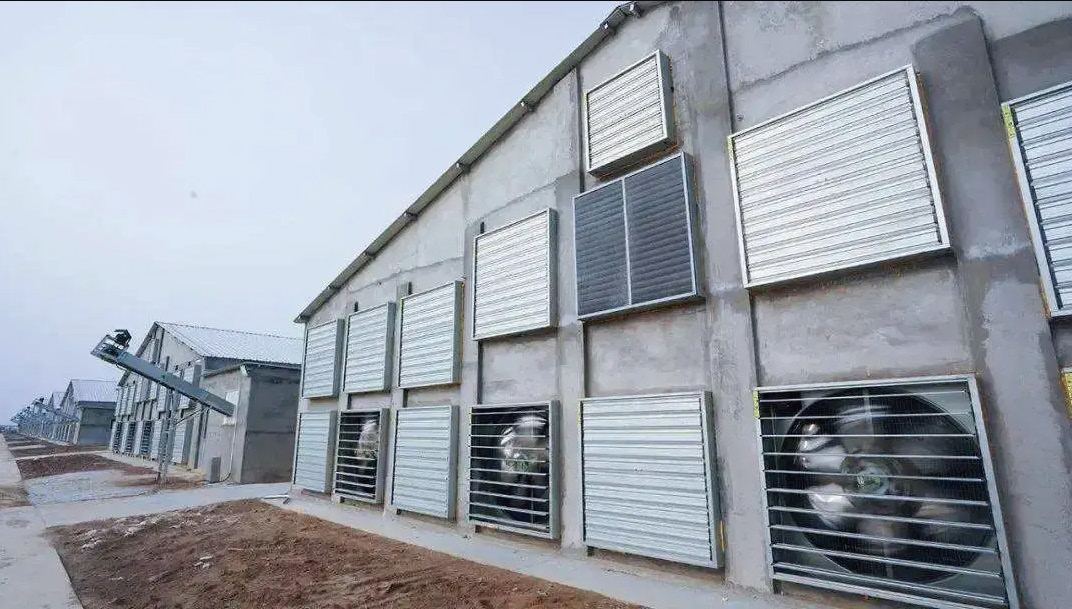Livestock barn with exhaust fans