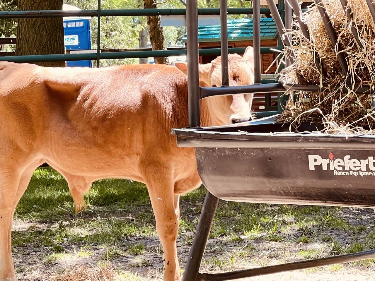 Calf at a feeder