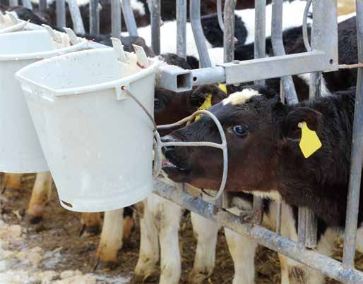 Calves feeding from buckets at a headlock