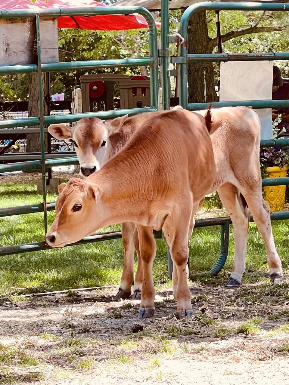 Two calves in a pen
