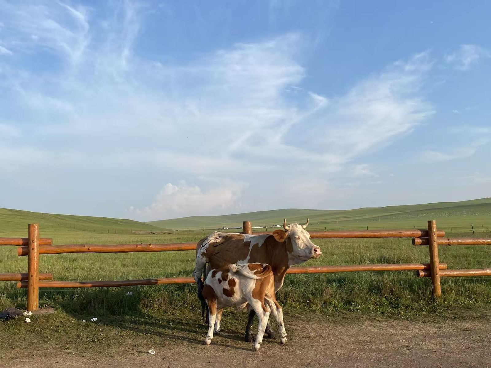 Cow and calf by a pasture fence
