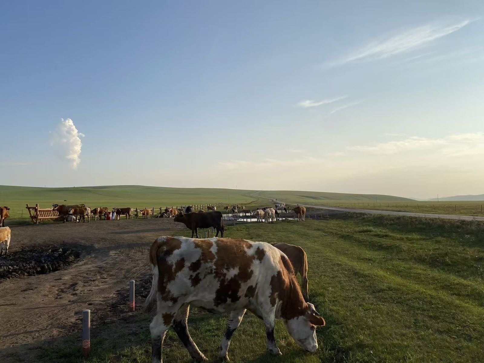 Dairy cow grazing on a farm