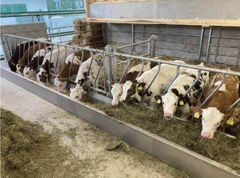 Cattle eating at a feed fence