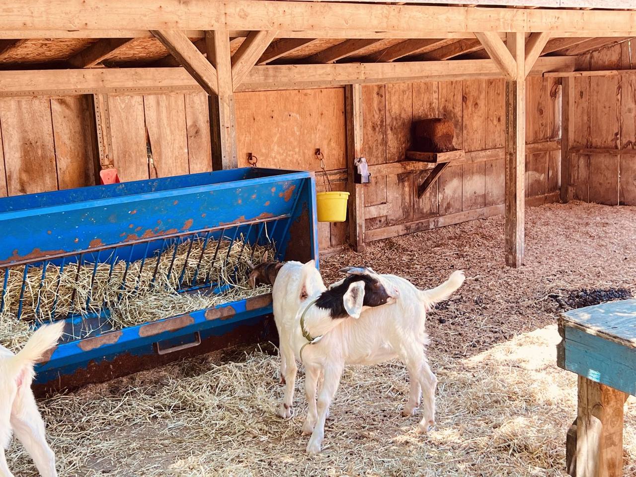 Goats at a hay feeder in a barn