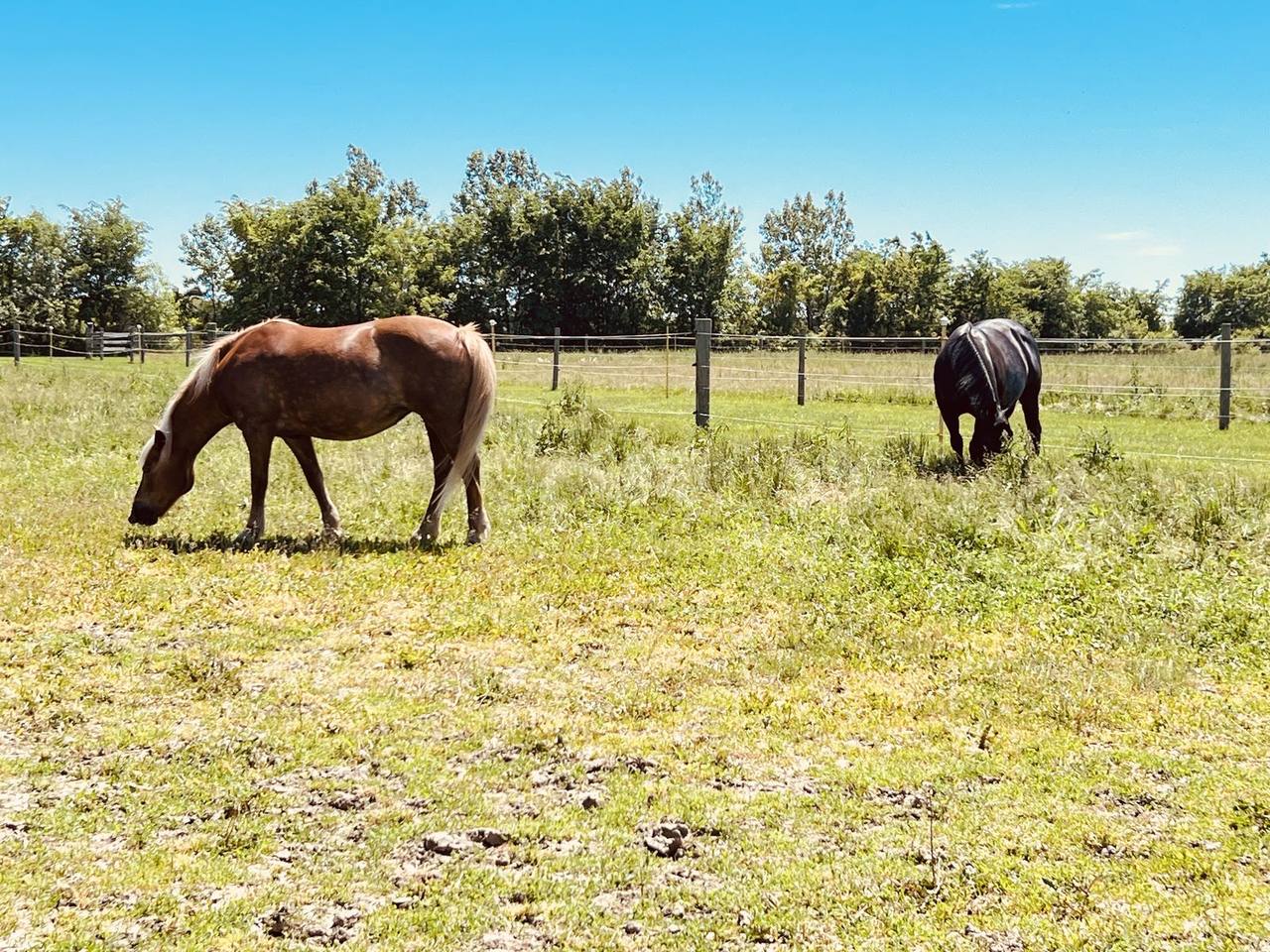 Horses grazing in a fenced pasture